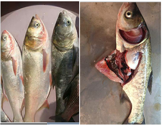 魚(yú)類細(xì)菌性敗血癥